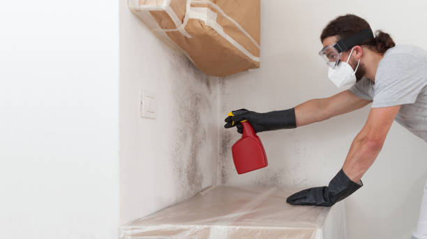 Professional Mold Removal technician working in Roanoke, IL