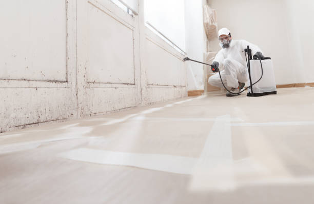 24/7 Emergency Mold Removal experts in Roanoke, IL