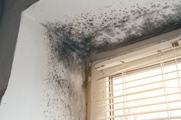 Affordable Mold Removal solutions in Roanoke, IL