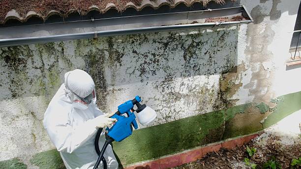Top rated local Mold Removal specialists in Roanoke, IL